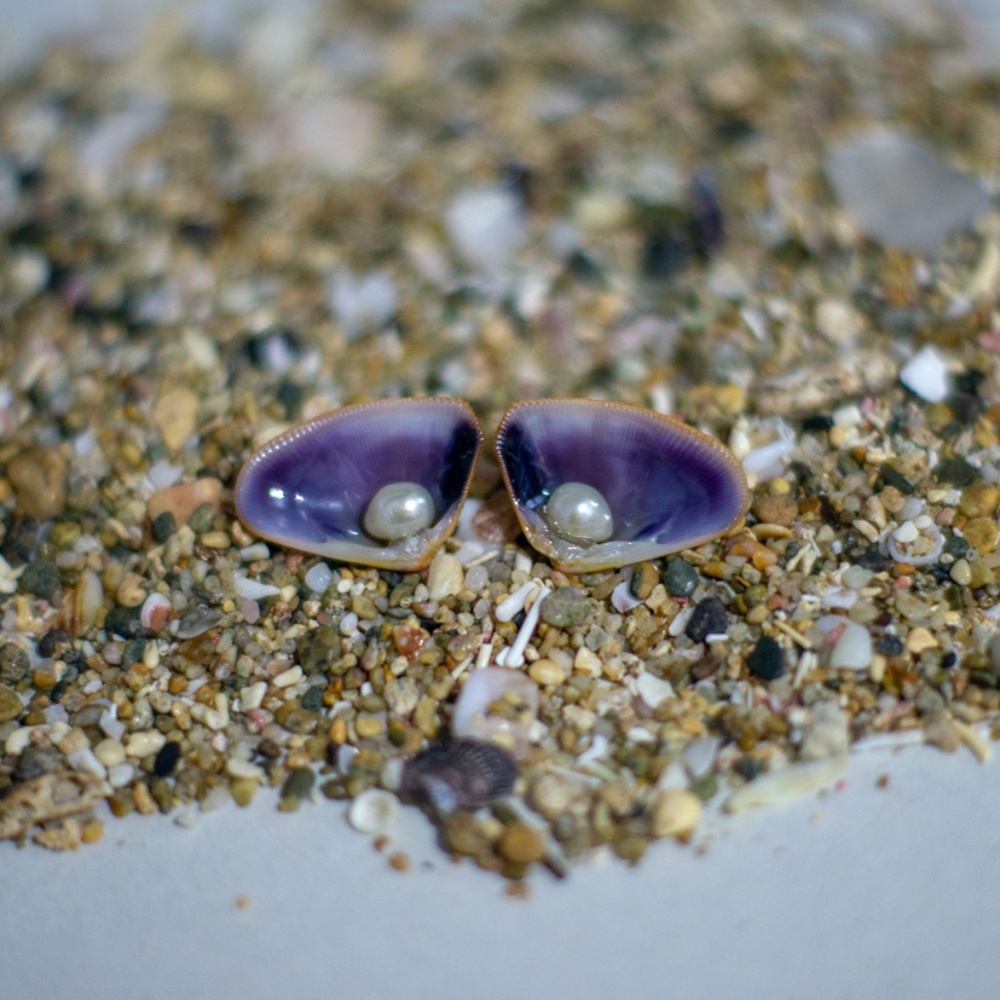Handmade Sea Shell Earrings